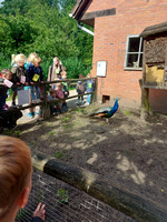 K1 Naar de kinderboerderij